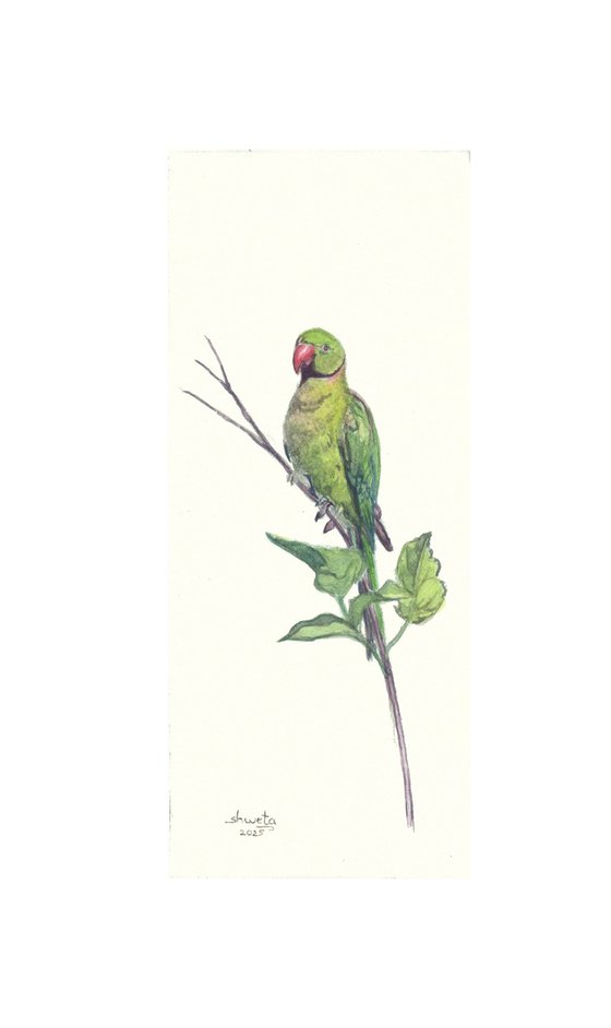 Rose ringed Parakeets