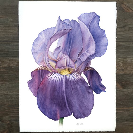 Blue Iris