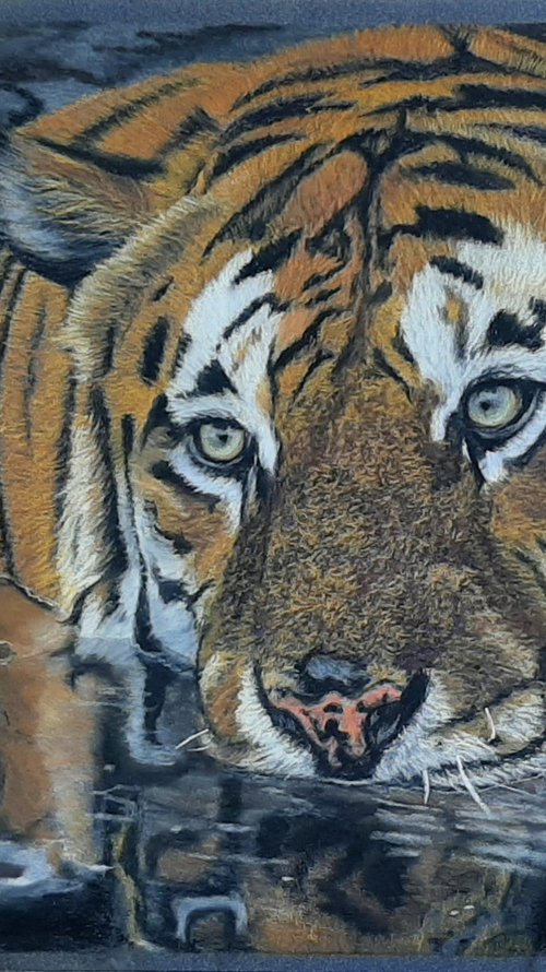 Tiger by Anne Shaughnessy