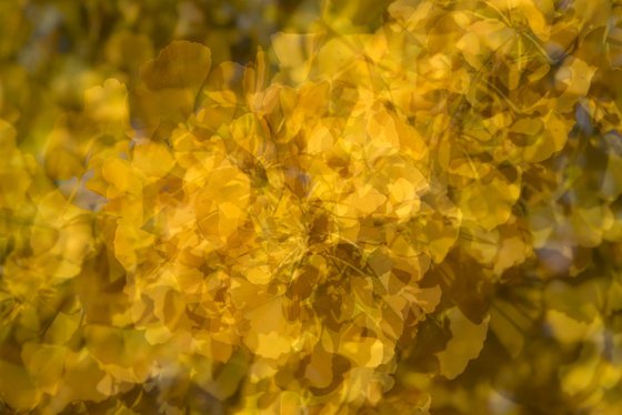 Gingko 4