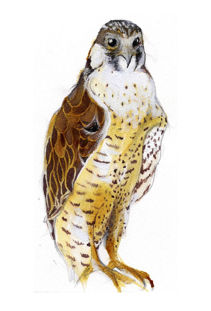 Peregrine Falcon by Nancy M Chara