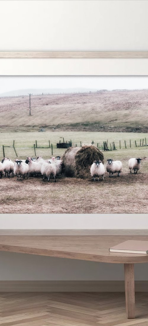 Flock of Scottish Blackface by Karim Carella