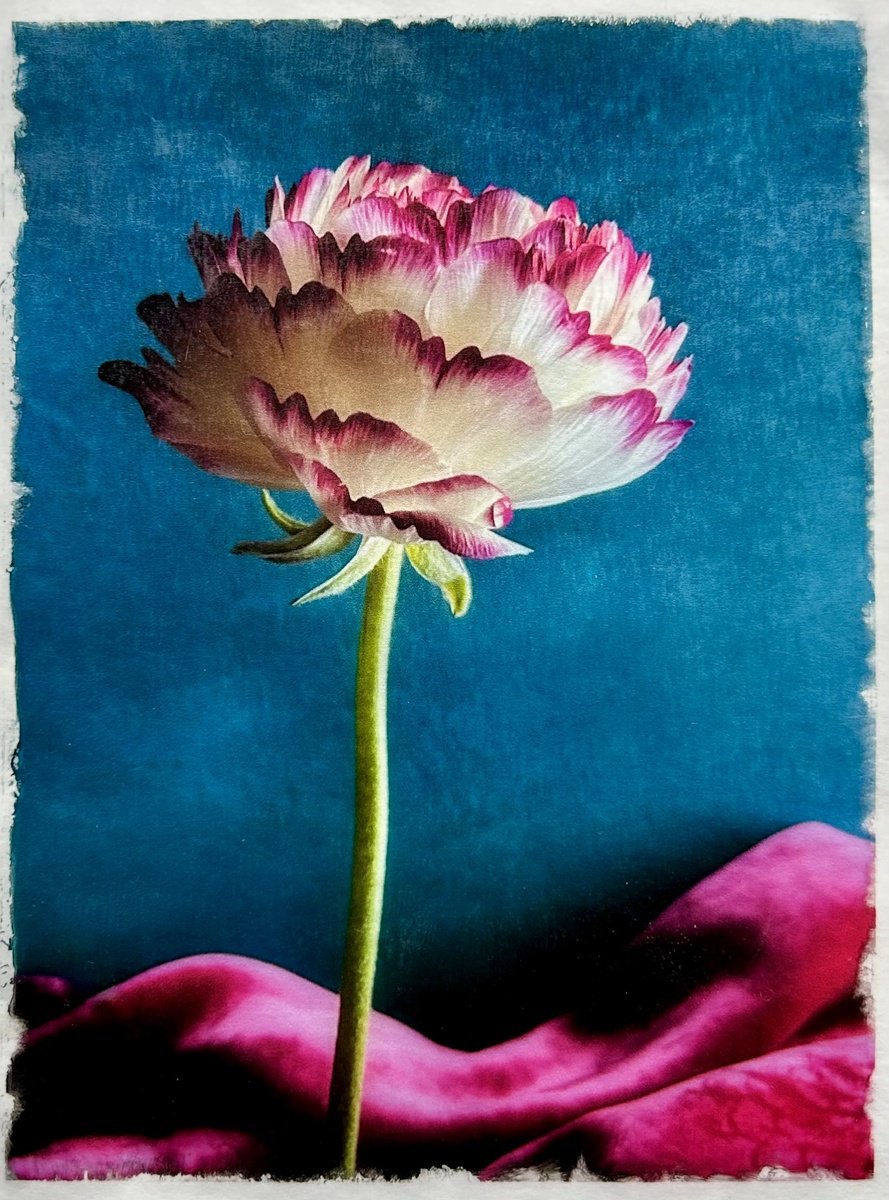 Expressive Botanical Photograph By Sarah Parsons, 12 X 15", Pink Tipped Ranunculus, Original Artwork