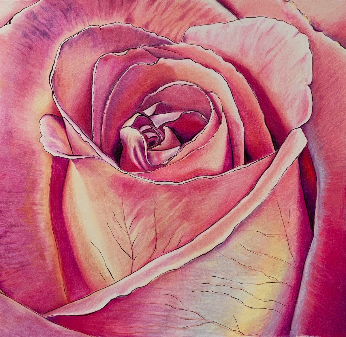 Pencil Drawing , Pink Rose By Karen Elaine Evans, 10 X 10, Artwork For Sale On Artfinder