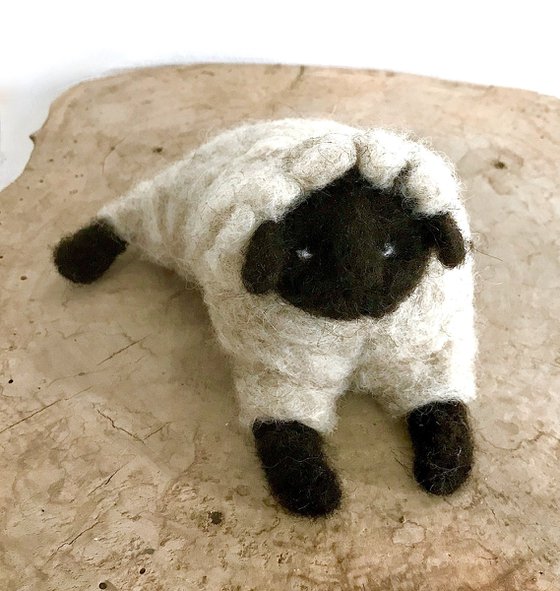 Black-headed sheep, wool