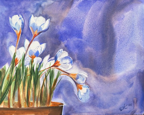 Aqua: Crocuses Before Spring