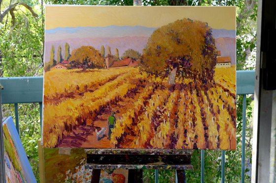 Vineyards in the Fall