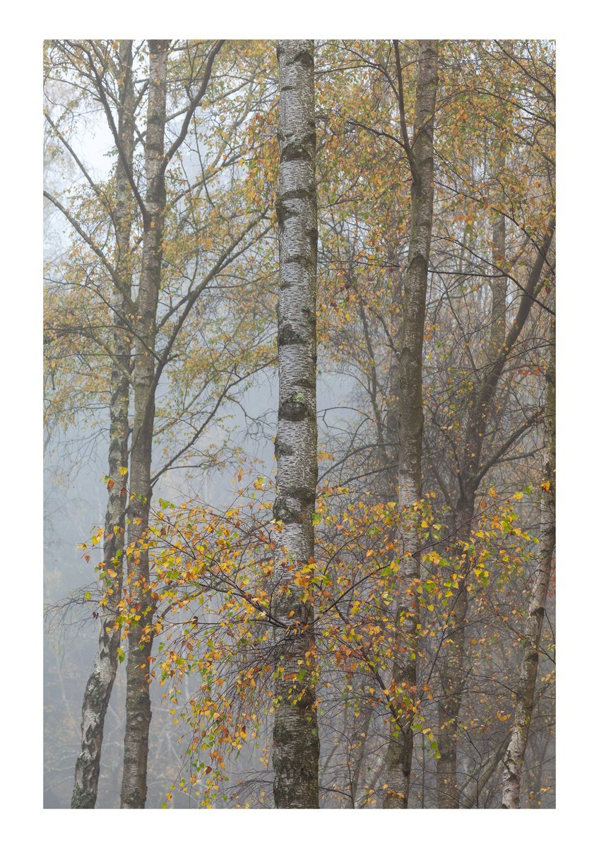 November in the Forest by David Baker
