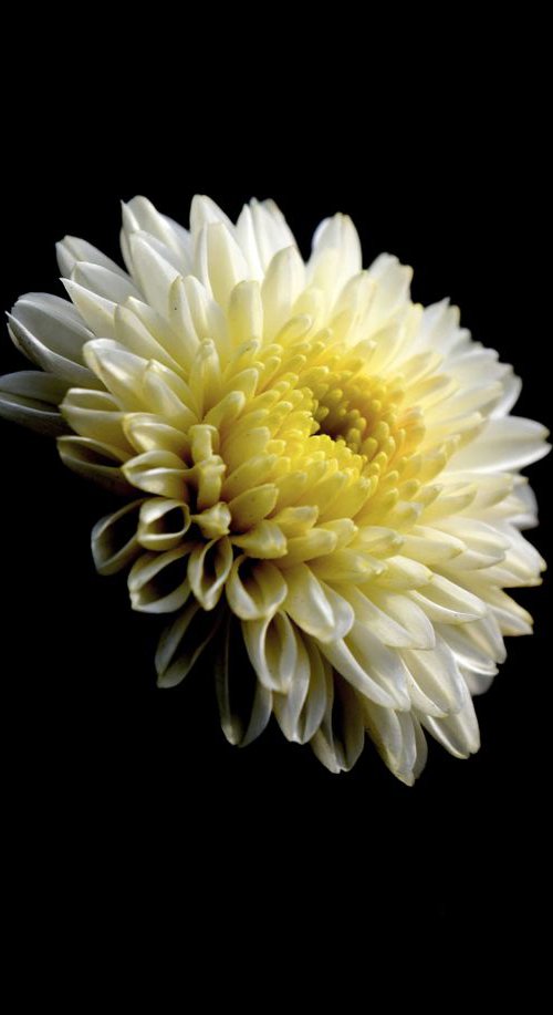 White Chrysanthemum by Sumit Mehndiratta