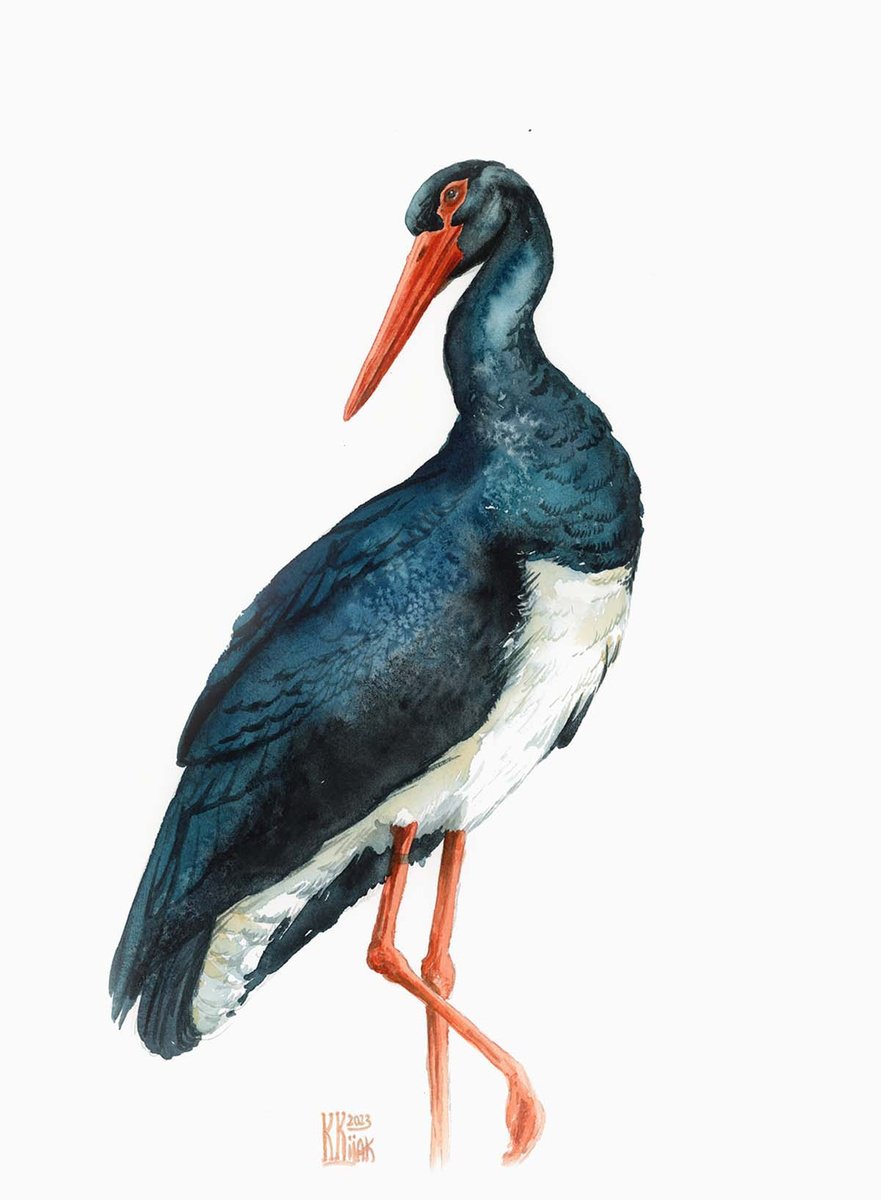 Black Stork by Karolina Kijak