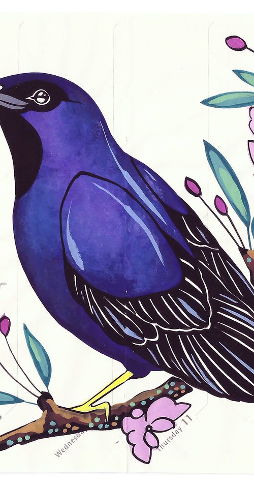 Birds of South America: Shining Honeycreeper by Fran Giffard