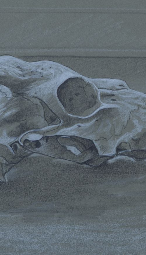 Sheep's skull by John Kerr