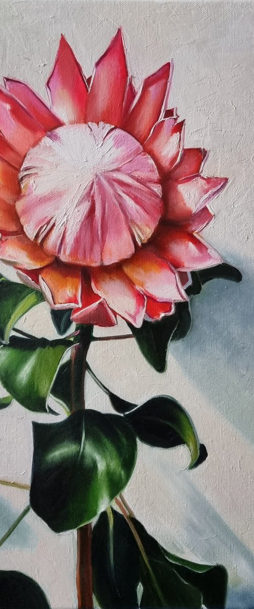 "About the African rose."  still life summer Protea flower liGHt original painting  GIFT (2021) by Anna Bessonova (Kotelnik)