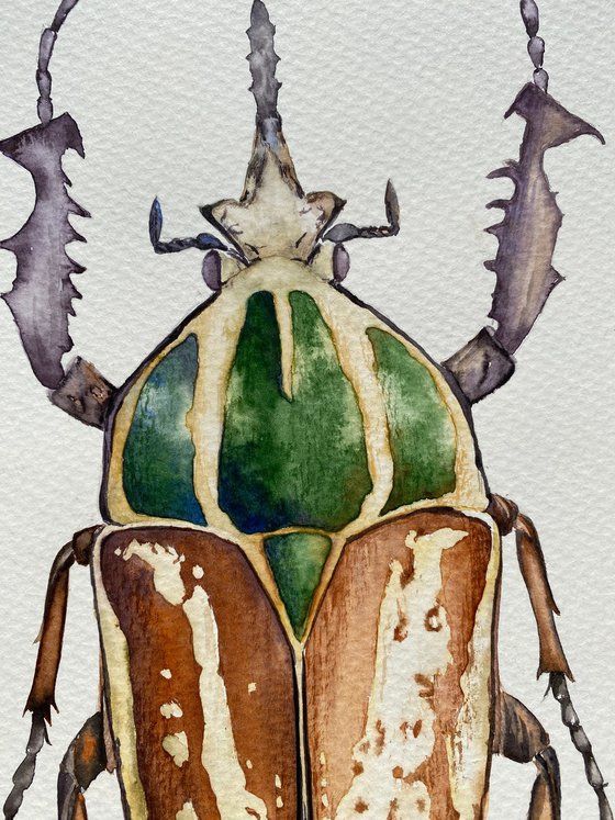 Mecynorhina ugandensis, beetle in the sun's rays in bright yellow, orange, green colour 3