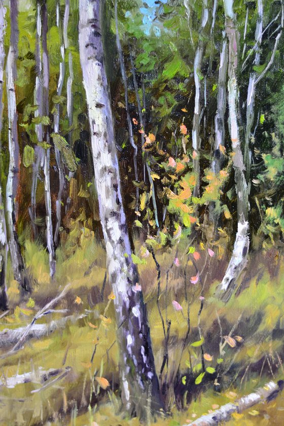 Birch grove
