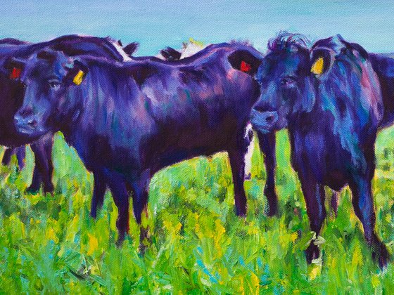 Black Angus Beauties