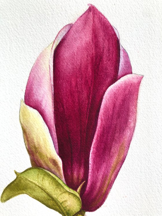 Magnolia blossom. A flower bud. Original watercolor artwork.