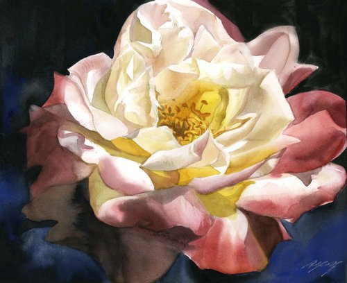 rose with blues by Alfred  Ng