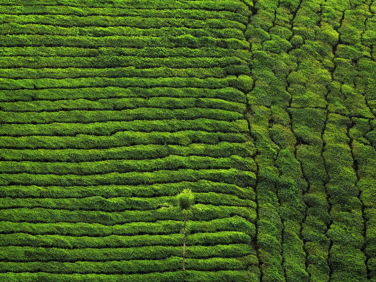 Organic Landscape Photograph By Peter Zelei, 35 X 28", Green Tea Plantation, Original Artwork