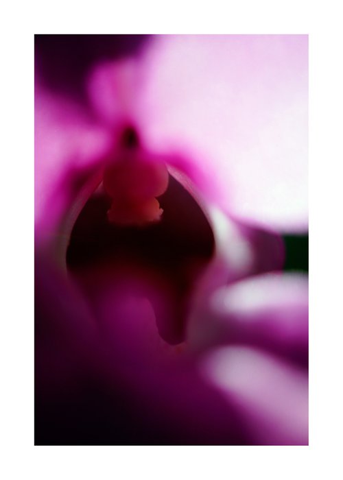 Abstract Pop Color Nature Photography 32 by Richard Vloemans