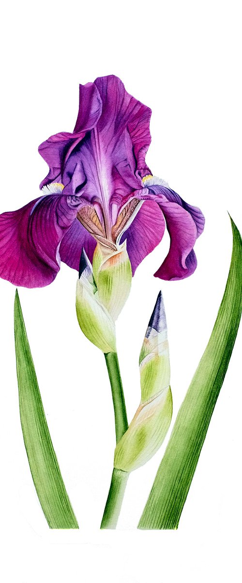 Purple iris by Maiia Axton