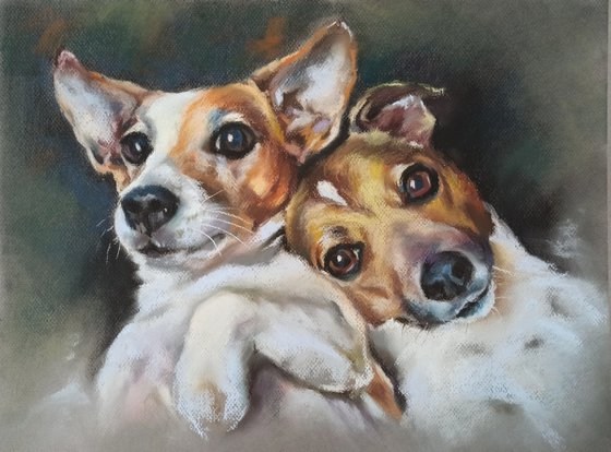 Jack Russell Terriers