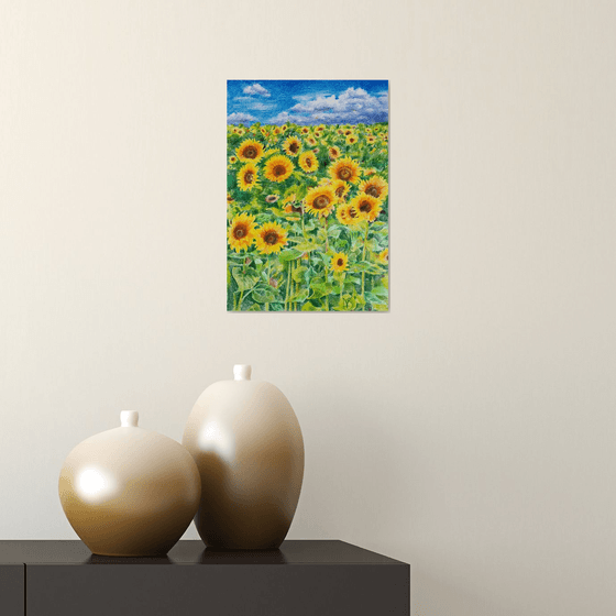 Yellow field of sunflowers