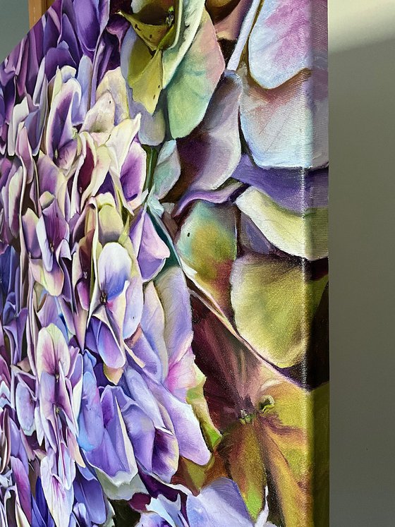 Awakening of the Hydrangea