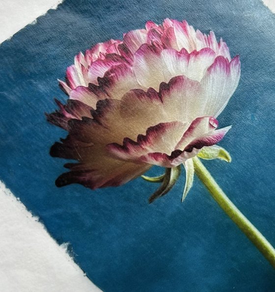 PINK TIPPED RANUNCULUS