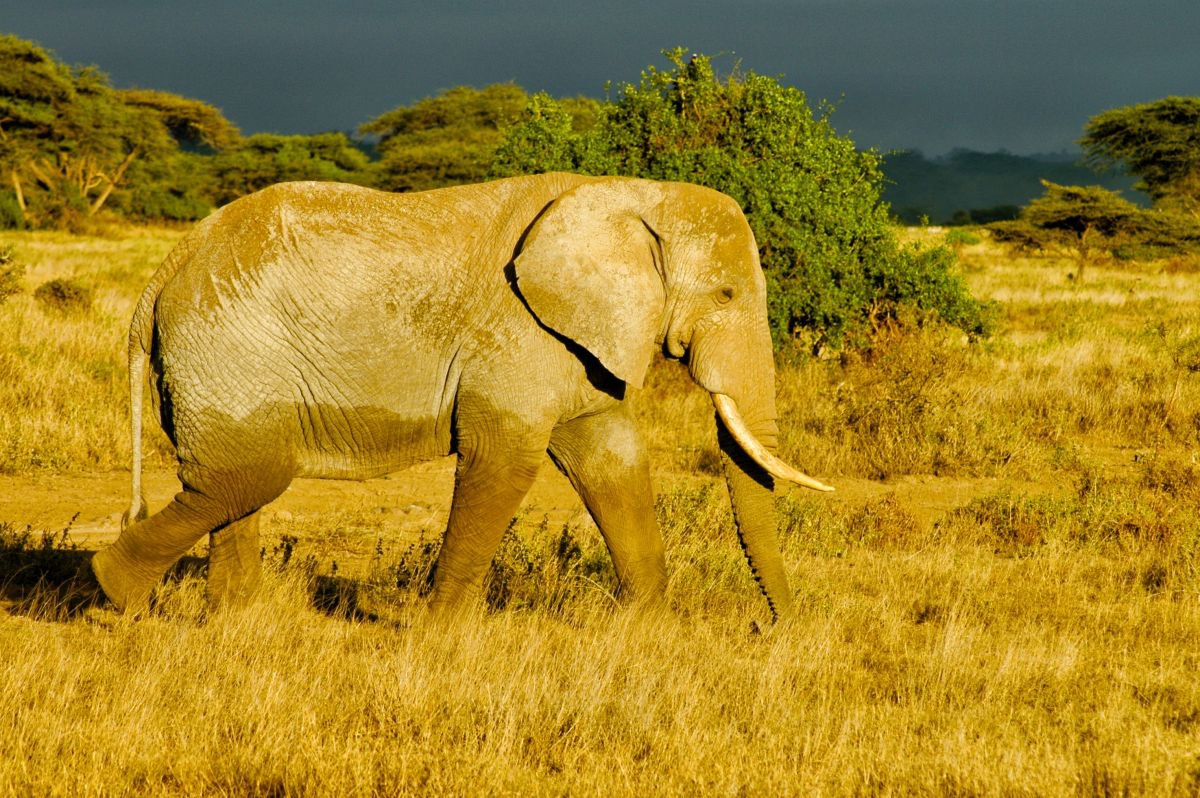 Photorealistic Animal Photograph By Marc Ehrenbold, 40 X 26", Walkabout, Original Artwork