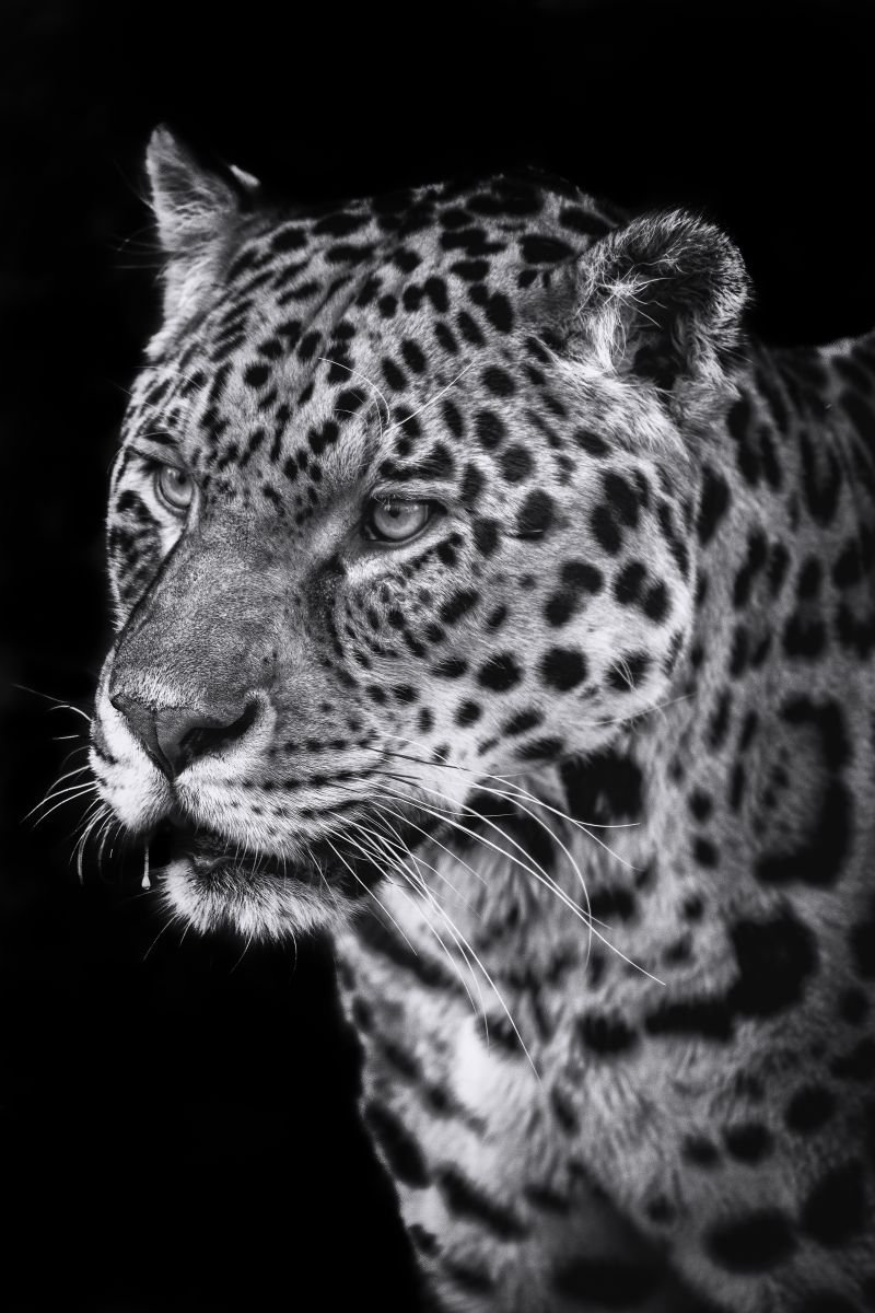 Photorealistic Photograph , Jaguar By Paul Nash, 16 X 24, Artwork For Sale On Artfinder