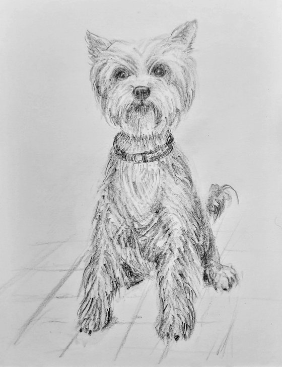 Set of three cute dogs
