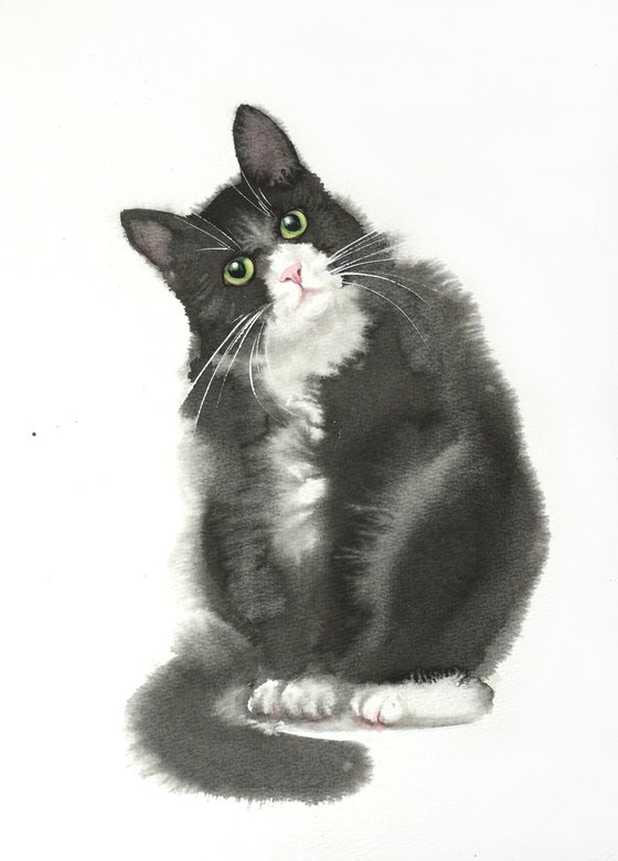 Curious Black and White Cat