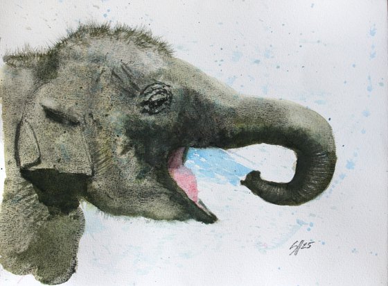 Baby Elephant V