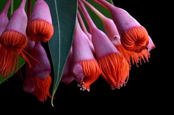 Corymbia Ficifolia Baby Orange
