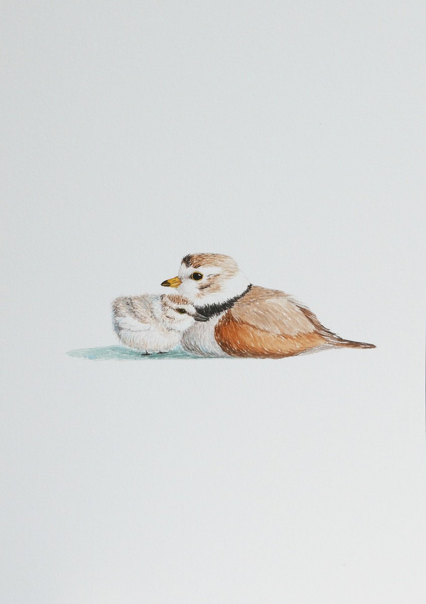 Kentish plovers birds: mother with child by Karina Danylchuk