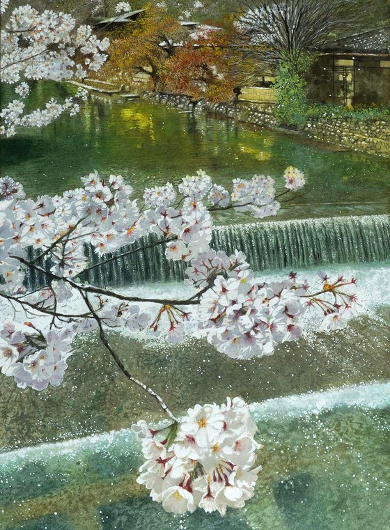 Kyoto Cherry Blossoms and River