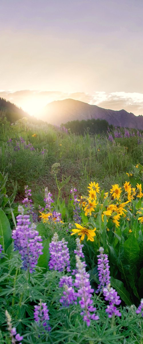 Wildflowers at Dusk by Emily Kent
