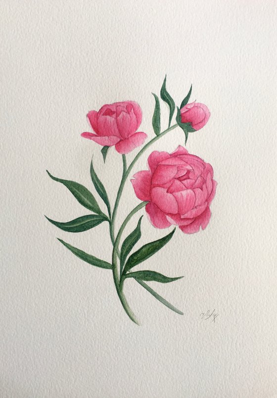 Peonies