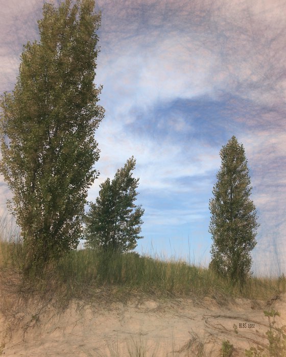 Port Franks Beach with Trees