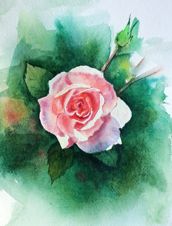 Rose -  watercolor painting - pink rose