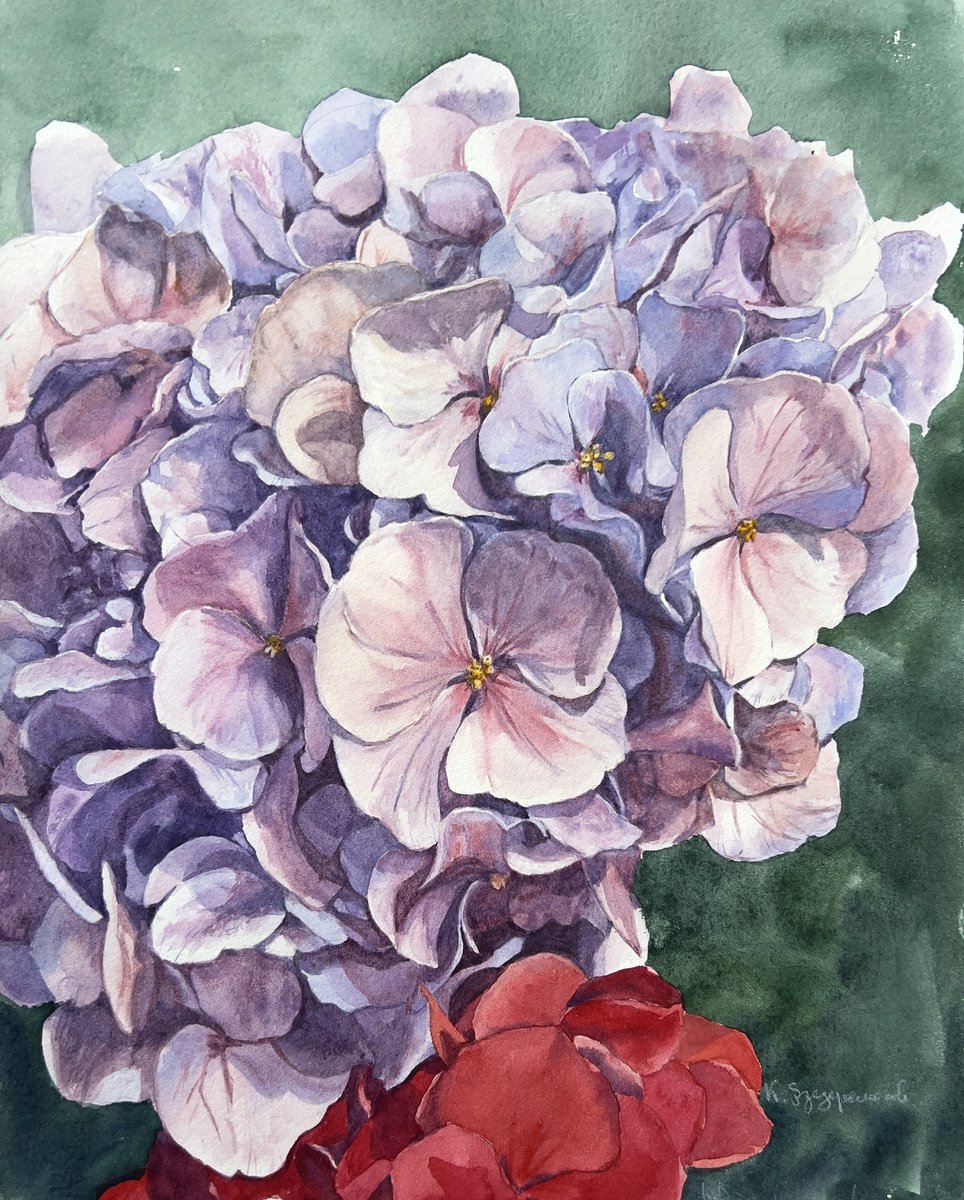 Impressionistic Watercolour , Old Pink Hydrangea By Krystyna Szczepanowski, 11 X 13, Artwork For Sale On Artfinder