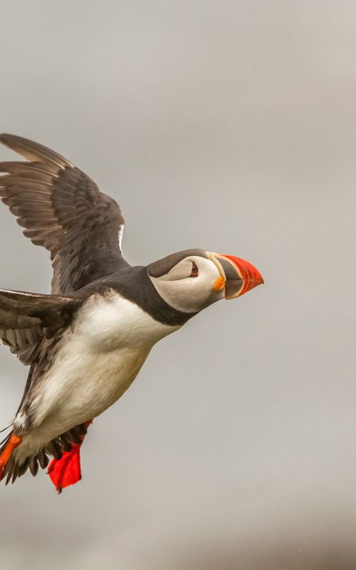 Photography | Birds | Fratercula arctica by Boris Belchev