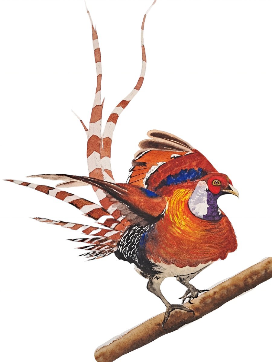 Animal Watercolour By Yuliia Sharapova, 17 X 21", Phaesant Fagiano, Original Artwork