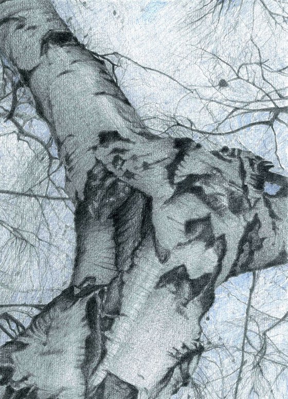 RISING (Birch in winter)