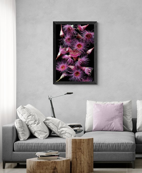 Pink Corymbia Flowers