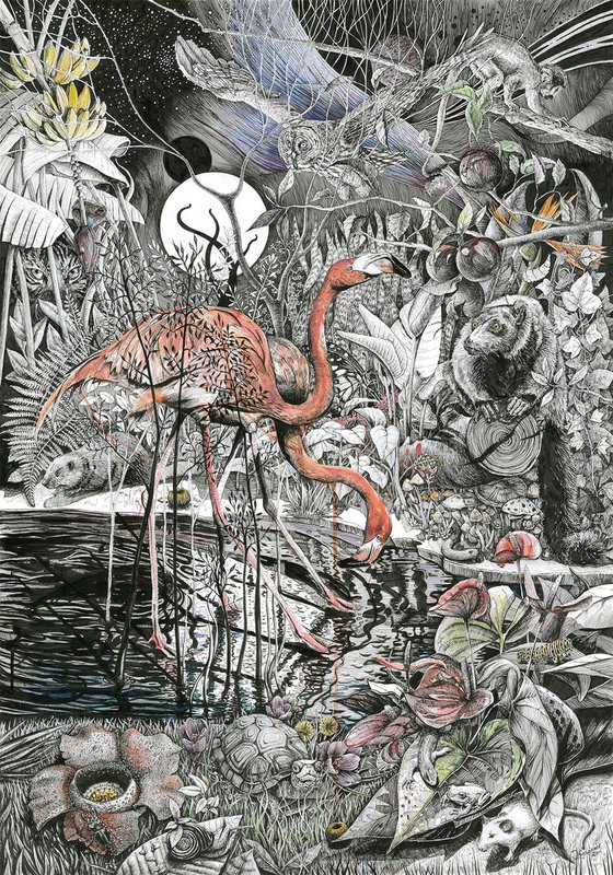 Flamingos