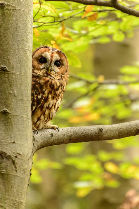 Peeping Tawny Owl A3