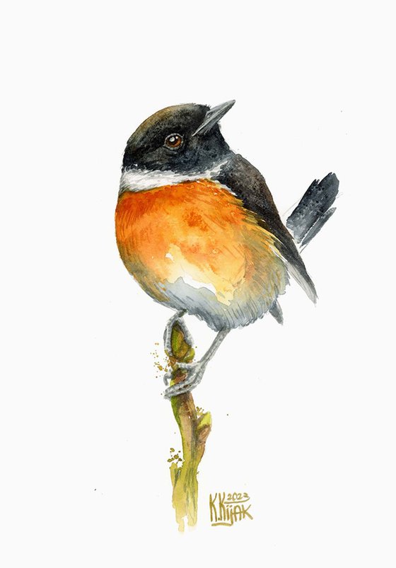 stonechat bird