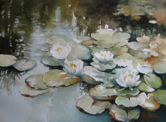 Waterlilies